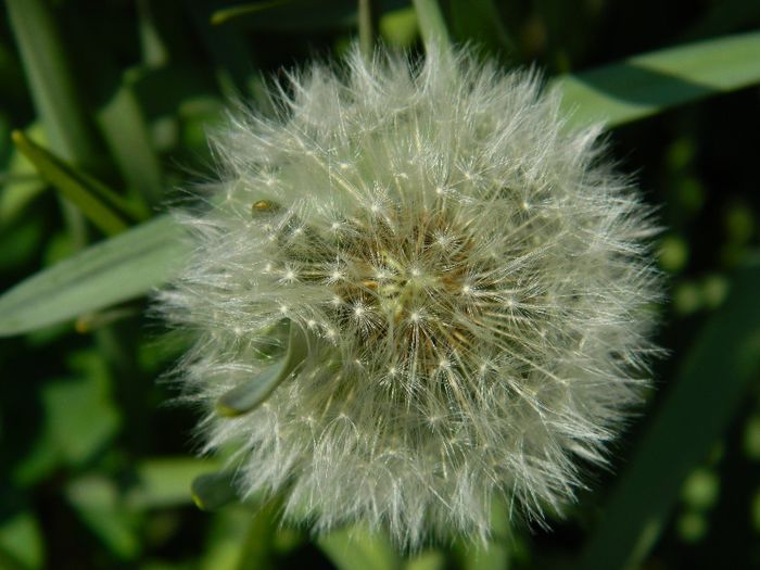 DSCN6355 - APRILIE 2014