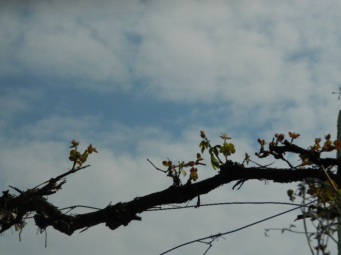DSCN6356 - APRILIE 2014