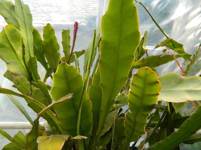 DSCN6367 Epiphyllum oxypetalum - APRILIE 2014