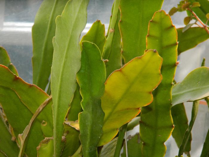 DSCN6378 Epiphyllum oxypetalum - APRILIE 2014