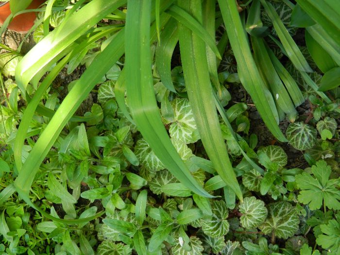 DSCN6393 - APRILIE 2014