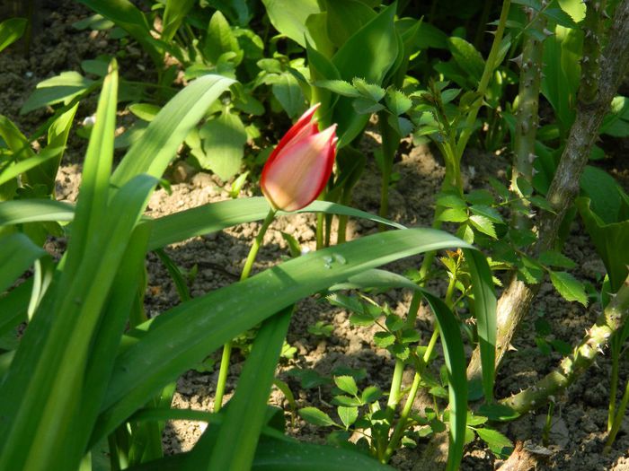 DSCN6396 - APRILIE 2014