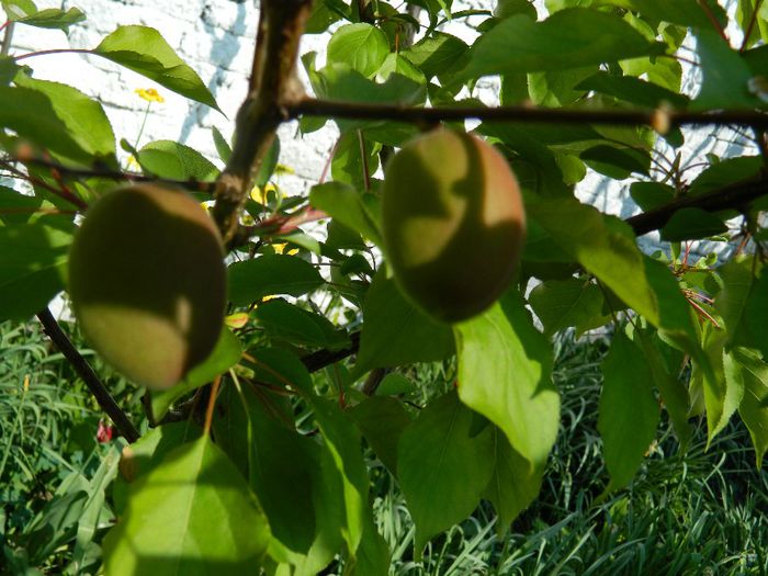 DSCN6404 - APRILIE 2014