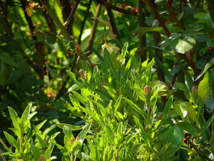 DSCN6409 - APRILIE 2014