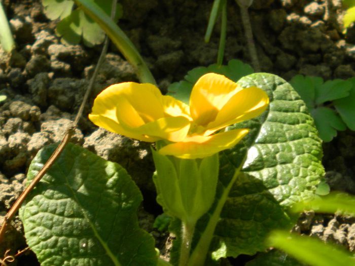 DSCN6411 - APRILIE 2014