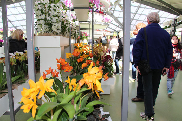 keukenhof 037 - Expozitie de orhidee Keukenhof 2014