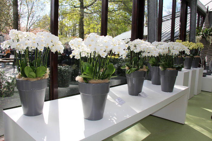 keukenhof 065