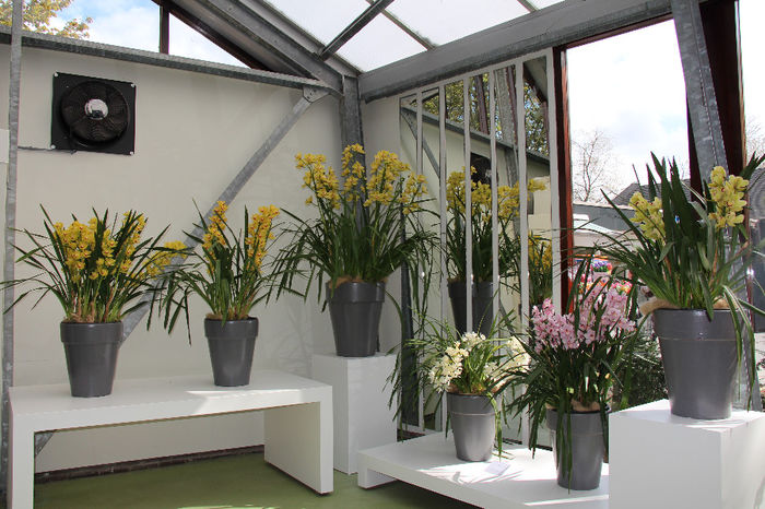 keukenhof 066