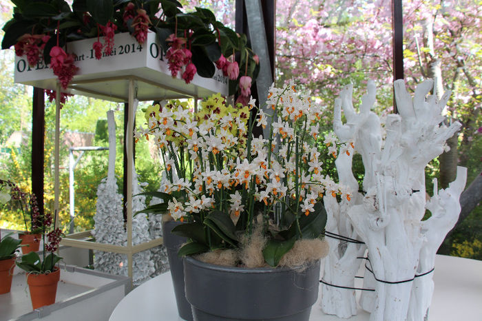 keukenhof 084 - Expozitie de orhidee Keukenhof 2014