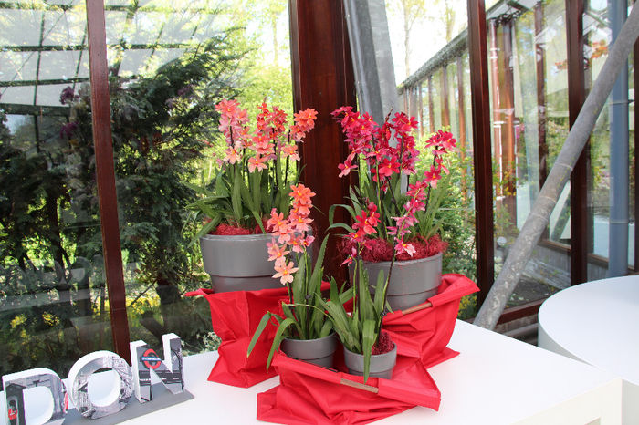 keukenhof 116