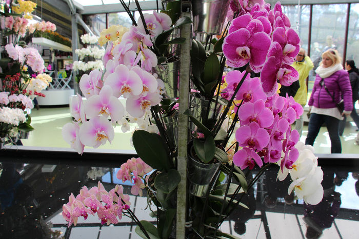 keukenhof 119 - Expozitie de orhidee Keukenhof 2014