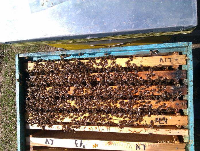 IMAG2134 - Albinele aduc polen in februarie pe data de 09 02 2014