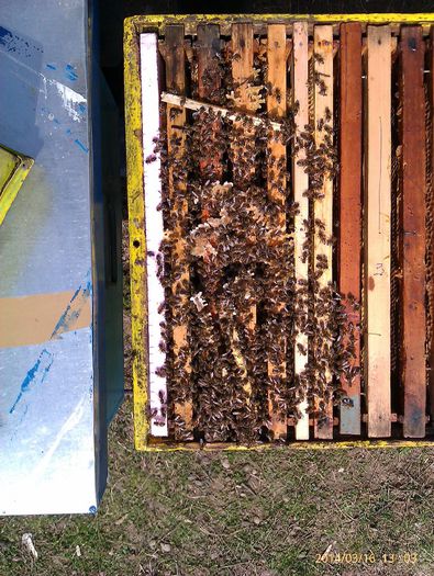 IMAG2138 - Albinele aduc polen in februarie pe data de 09 02 2014