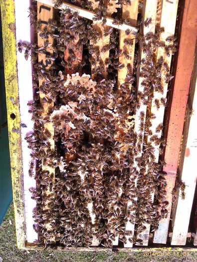IMAG2139 - Albinele aduc polen in februarie pe data de 09 02 2014