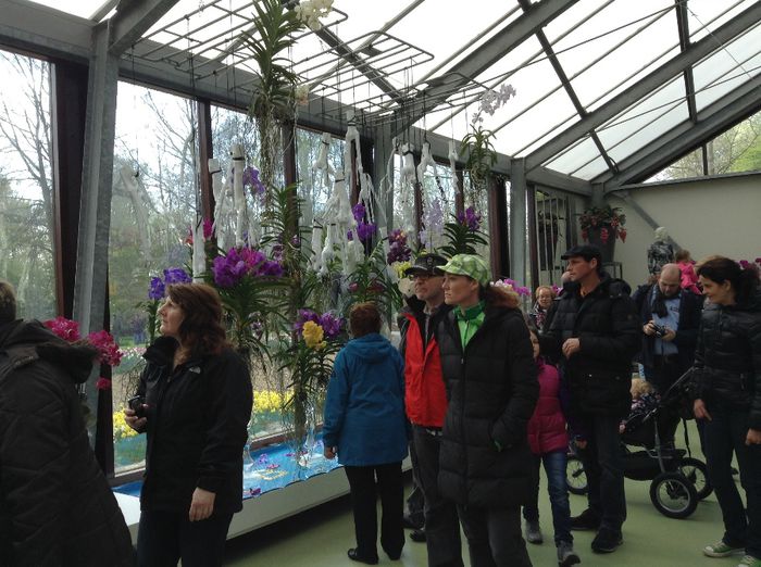 image - Expozitie de orhidee Keukenhof 2014