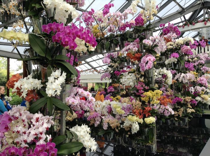 image - Expozitie de orhidee Keukenhof 2014