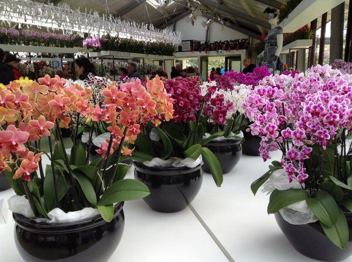 image - Expozitie de orhidee Keukenhof 2014