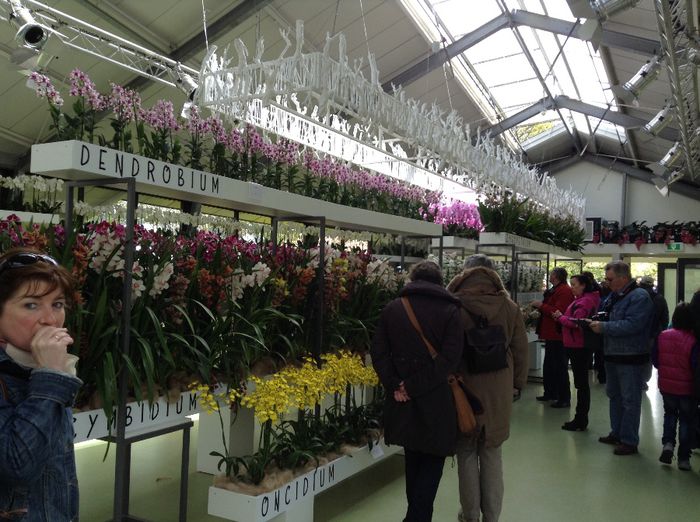 image - Expozitie de orhidee Keukenhof 2014