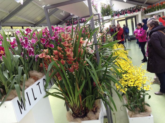image - Expozitie de orhidee Keukenhof 2014
