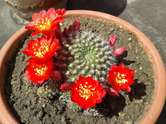 1 Rebutia krainziana (floare rosie) - Cactusi - 2014