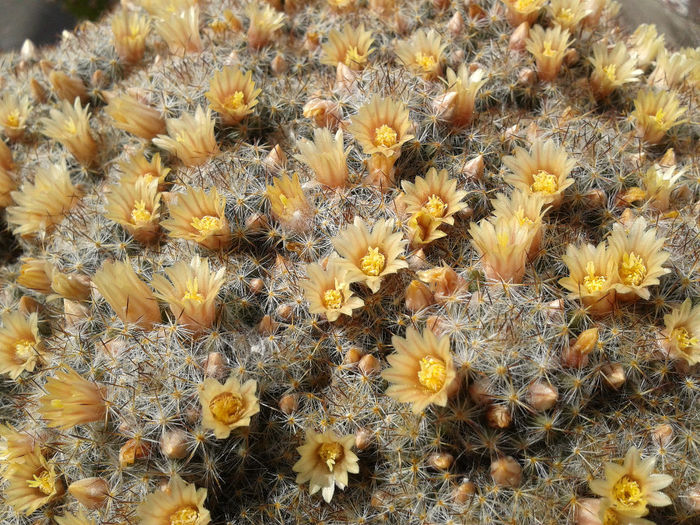 4 Mammillaria prolifera ssp texana - Cactusi - 2014