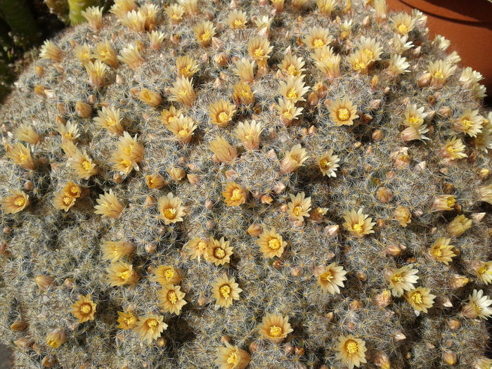5 - Cactusi - 2014