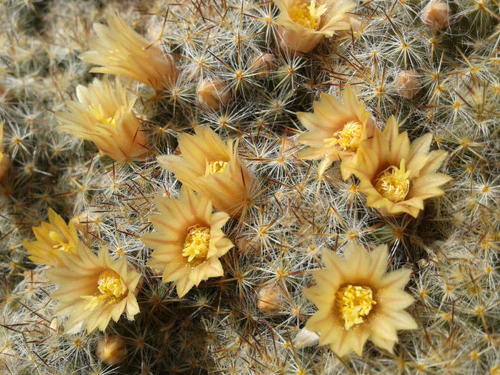 6 - Cactusi - 2014