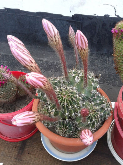 7 Echinopsis oxygona (floare roz) - Cactusi - 2014