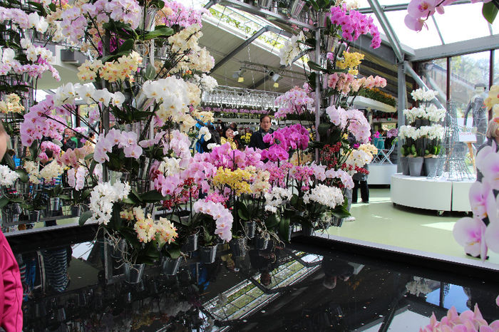 keukenhof 120