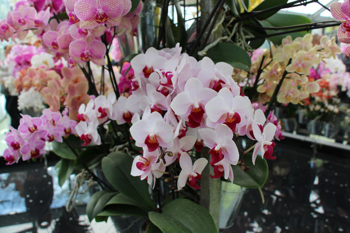 keukenhof 123