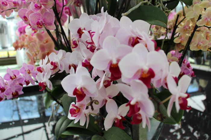 keukenhof 124