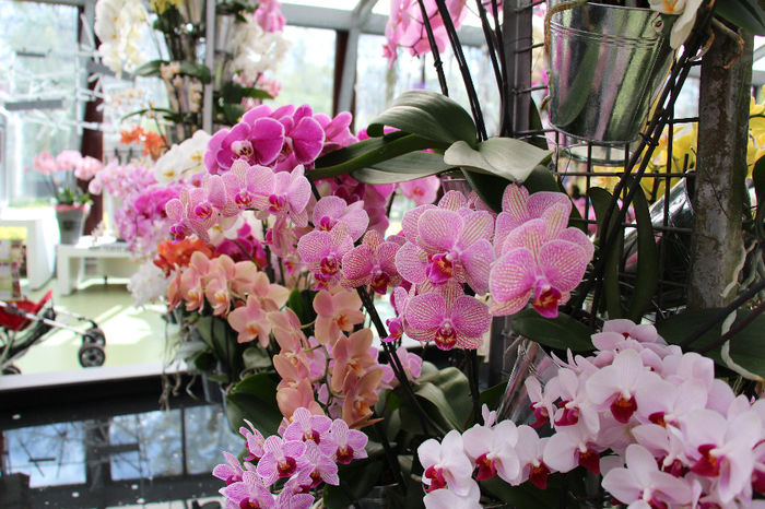 keukenhof 125