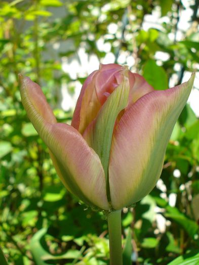 DSC06328 - Gradina in 2014