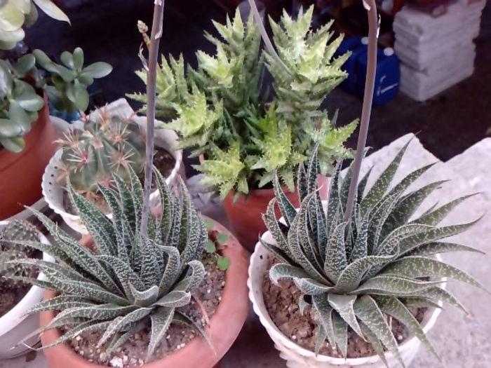 2 Aloe aristata haw - Suculente - 2014