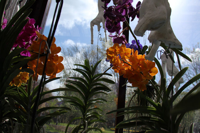 keukenhof 145