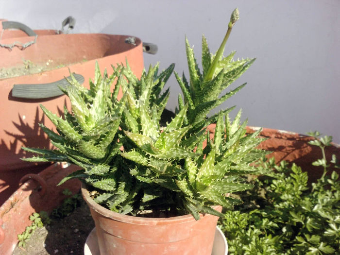 4 Aloe juvenna - Suculente - 2014