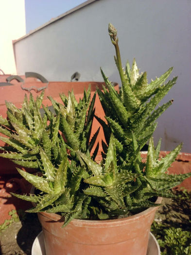 5 Aloe juvenna - Suculente - 2014