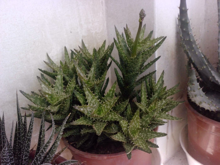 6 Aloe juvenna - Suculente - 2014