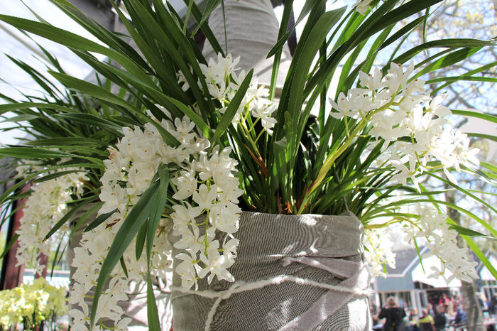 keukenhof 201 - Expozitie de orhidee Keukenhof 2014