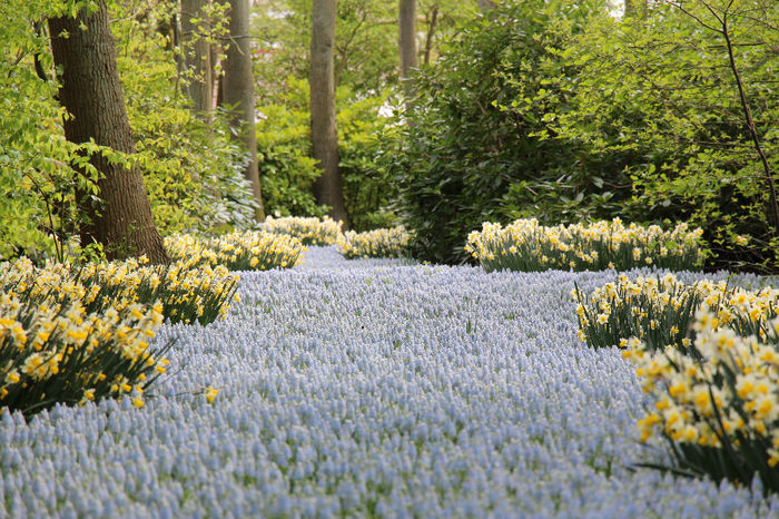 keukenhof 1015