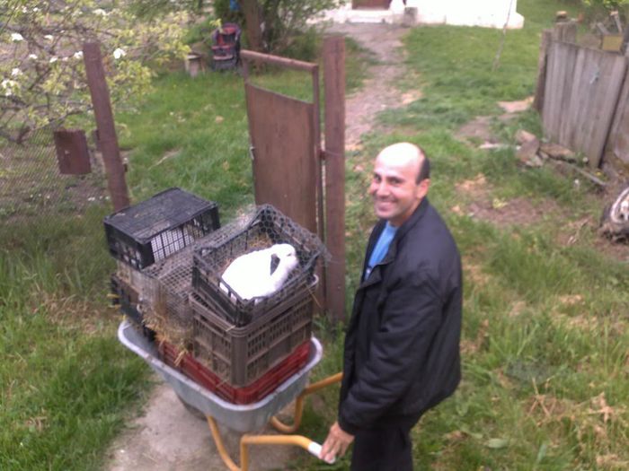 DUCEREA IEPURILOR ACASA