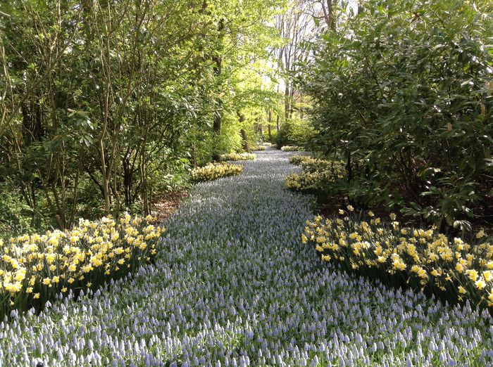 image - Keukenhof 2014