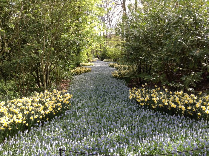 image - Keukenhof 2014