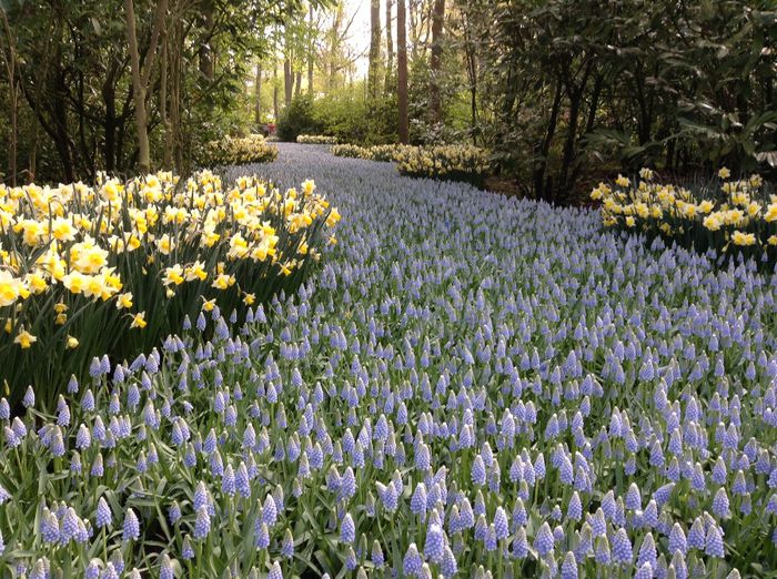 image - Keukenhof 2014