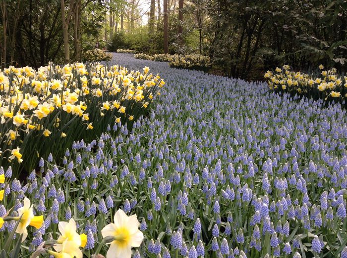 image - Keukenhof 2014