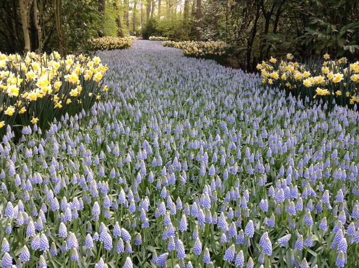 image - Keukenhof 2014