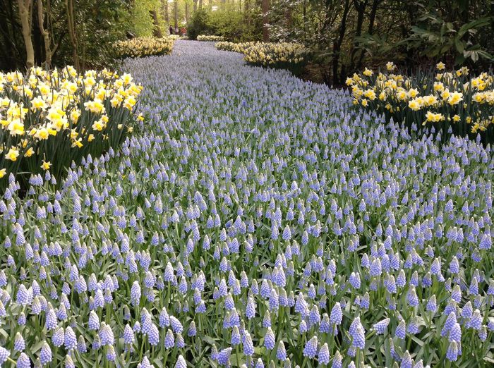 image - Keukenhof 2014