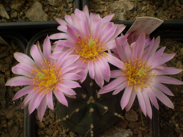 ECHINOCEREUS KNIPPELIANUS V REYESII - AAA CACTUSI 2014