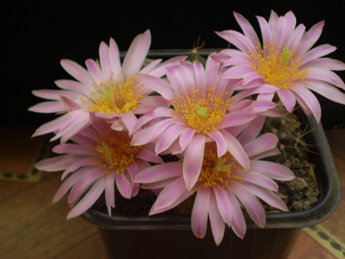 ECHINOCEREUS KNIPPELIANUS V REYESII