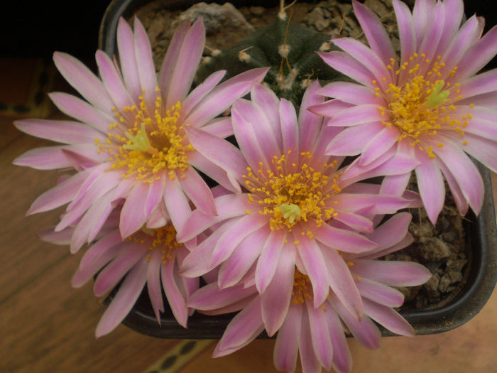 ECHINOCEREUS KNIPPELIANUS V REYESII - AAA CACTUSI 2014